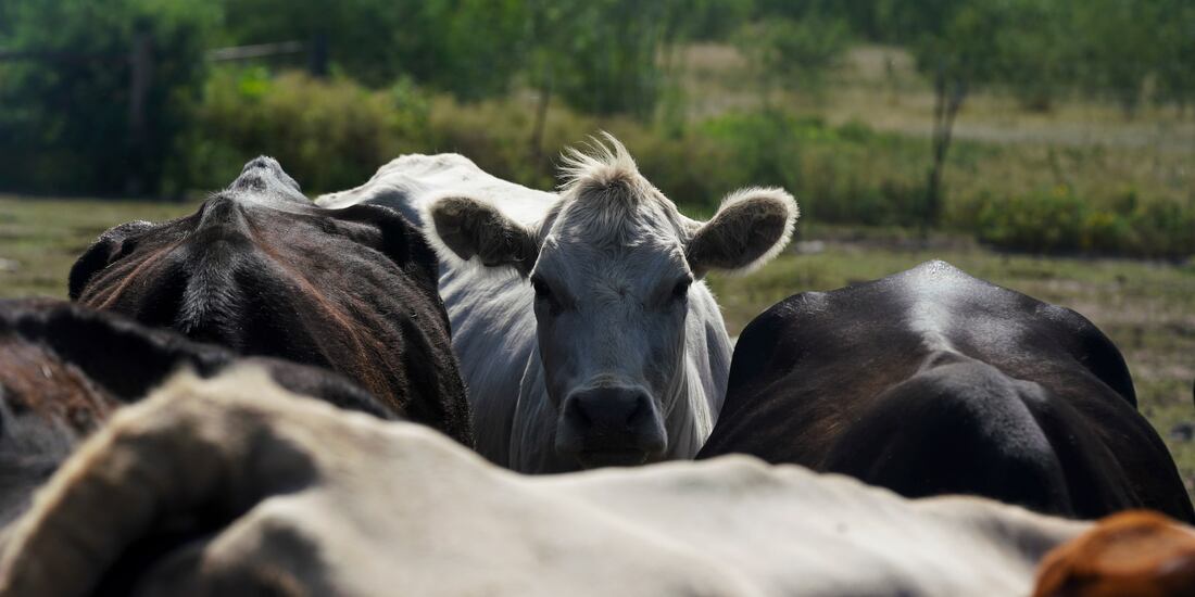Ganado en Rio Grande City, Texas.
