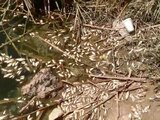 Miles de peces de la laguna de Zuazua amanecieron muertos