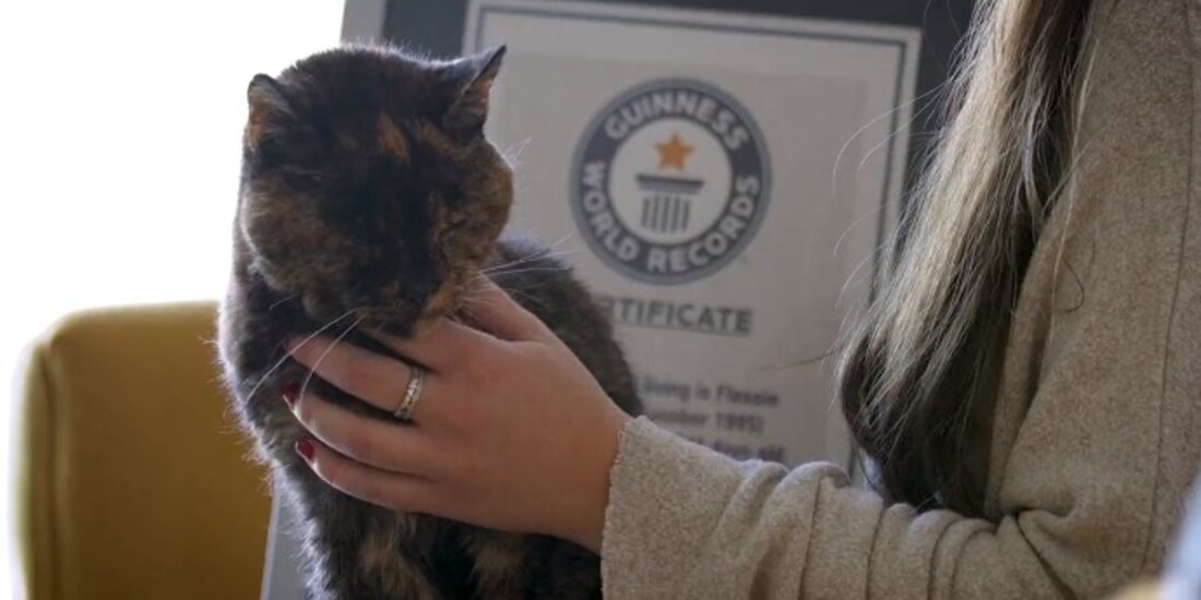 La gatita más vieja del mundo