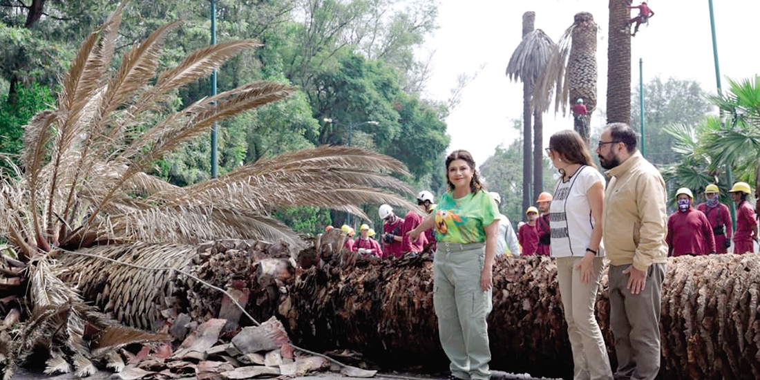 Clara Brugada, Julia Álvarez y Raúl Basulto, ayer, en el derribo de una palmera.