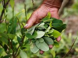 Un granjero sostiene unas hojas de coca cosechada de sus cultivos en Cauca, Colombia, ene 27, 2017.