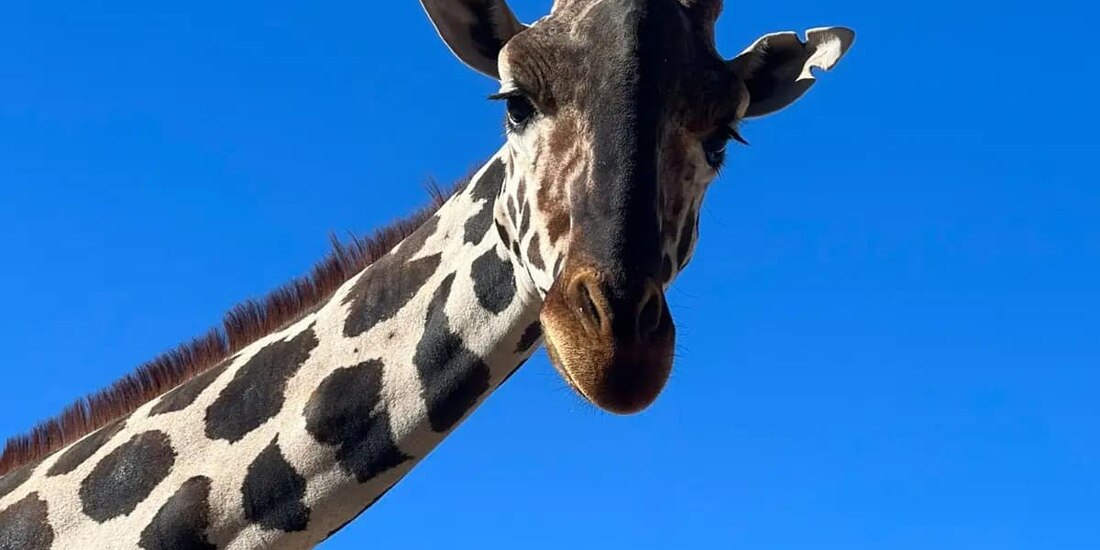 Benito será trasladado a Africam Safari Puebla.