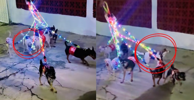 Caravana Coca Cola de perritos