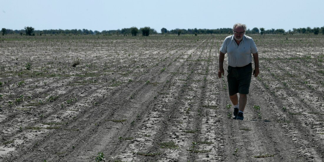 Pablo Giailevra camina en su campo de algodón durante una sequía en curso en Tostado, provincia de Santa Fe, Argentina, el 18 de enero de 2023