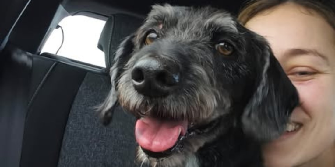 Boro ya fue localizado