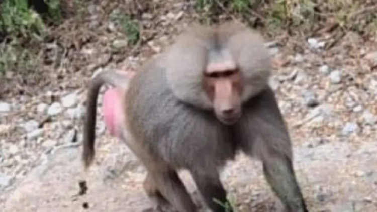 Se recomienda mantenerse alejado si se llega a encontrar