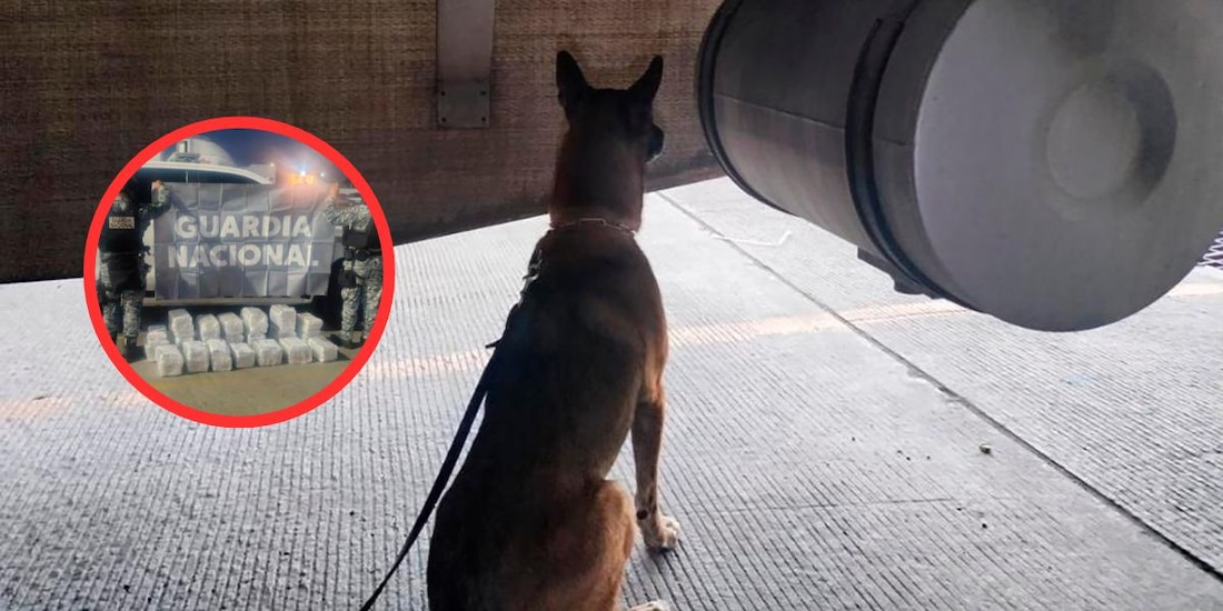 “Chocolate” descubre cocaína en un camión cargado con tunas