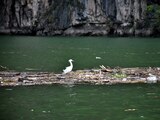 Toneladas de basura lleguen al río Grijalva, en el majestuoso Cañón del Sumidero