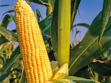 Prevén alza en producción del maíz