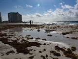 Playas de Cancún con de sargazo, el 22 de mayo de 2020.