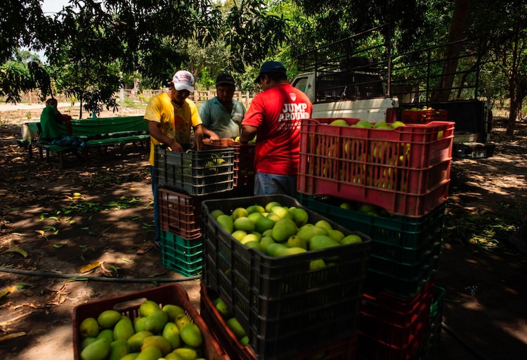 Advierten pérdida millonaria por freno de EU a aguacate y mango, tras agresión.