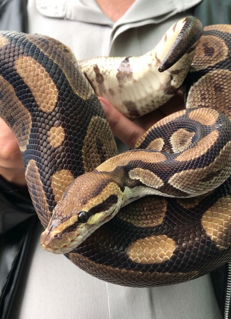 Herpetario en Aragón