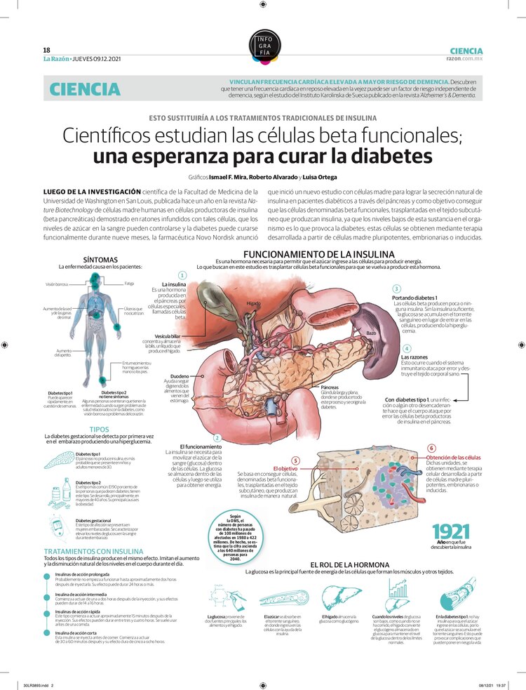 Científicos estudian las células beta funcionales; una esperanza para curar la diabetes