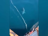 Aterra tiburón gigante a pasajeros de un crucero