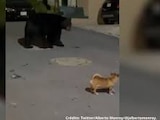 Un perro chihuahua hace frente a un oso que "invadió" su calle.