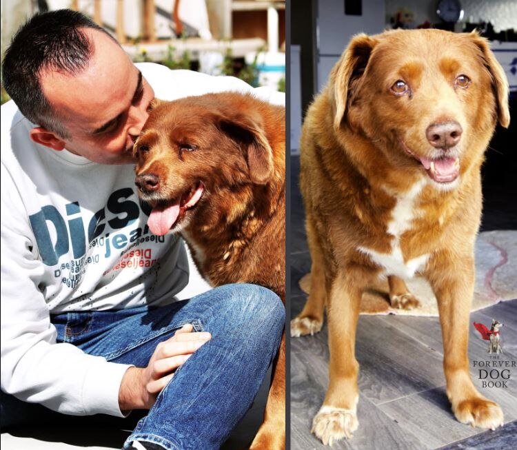 Lamentan la muerte de Bobi