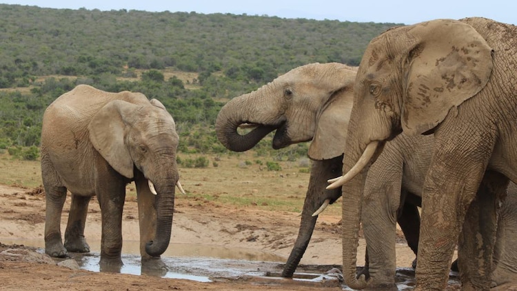 Interceptado por una manada mientras rastreaba antílopes
