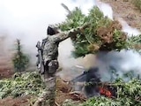 Imagen temática sobre la destrucción de drogas.