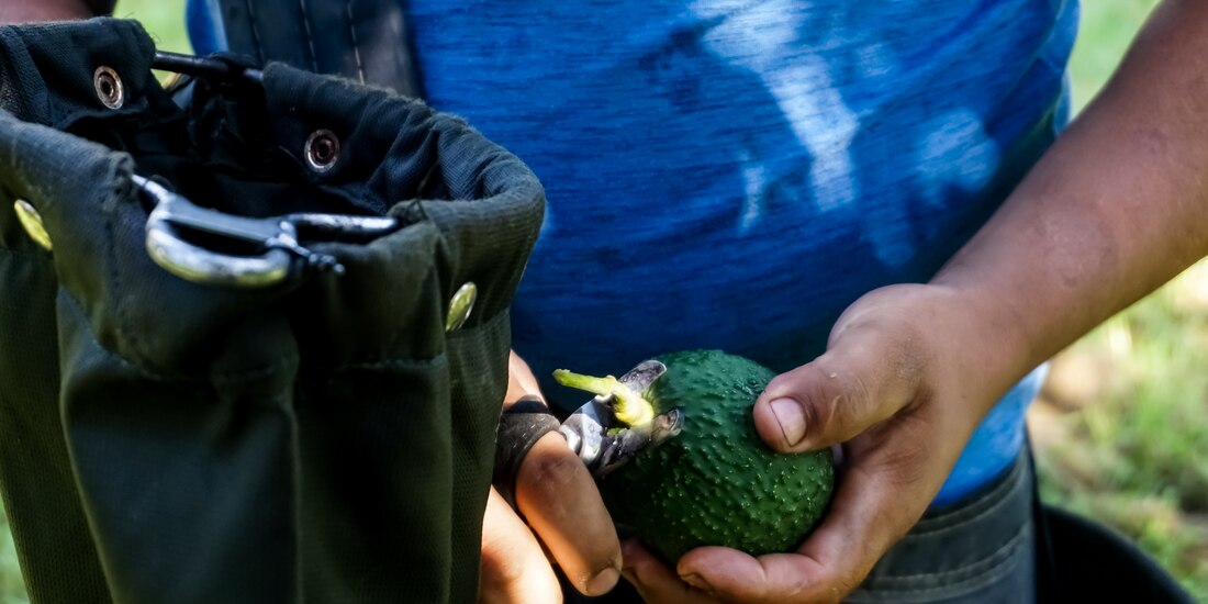 Michoacán es la entidad con mayor producción nacional del aguacate, pues produce un volumen de un millón 800 mil 021 toneladas