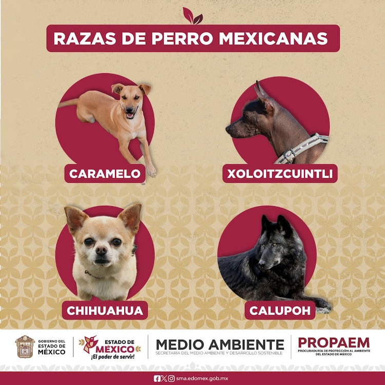 Razas mexicanas de perros