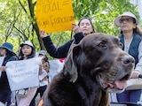 La procuraduría Ambiental y del Ordenamiento Territorial reservó hasta 2031 la información sobre el retiro de los más de 800 perros y gastos franciscanitos.