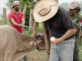 Ganaderos de Cintalapa, Chiapas, aplican medidas sanitarias al ganado infectado.