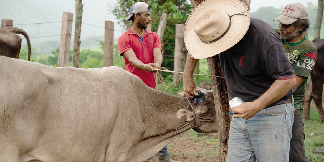 Ganaderos de Cintalapa, Chiapas, aplican medidas sanitarias al ganado infectado.