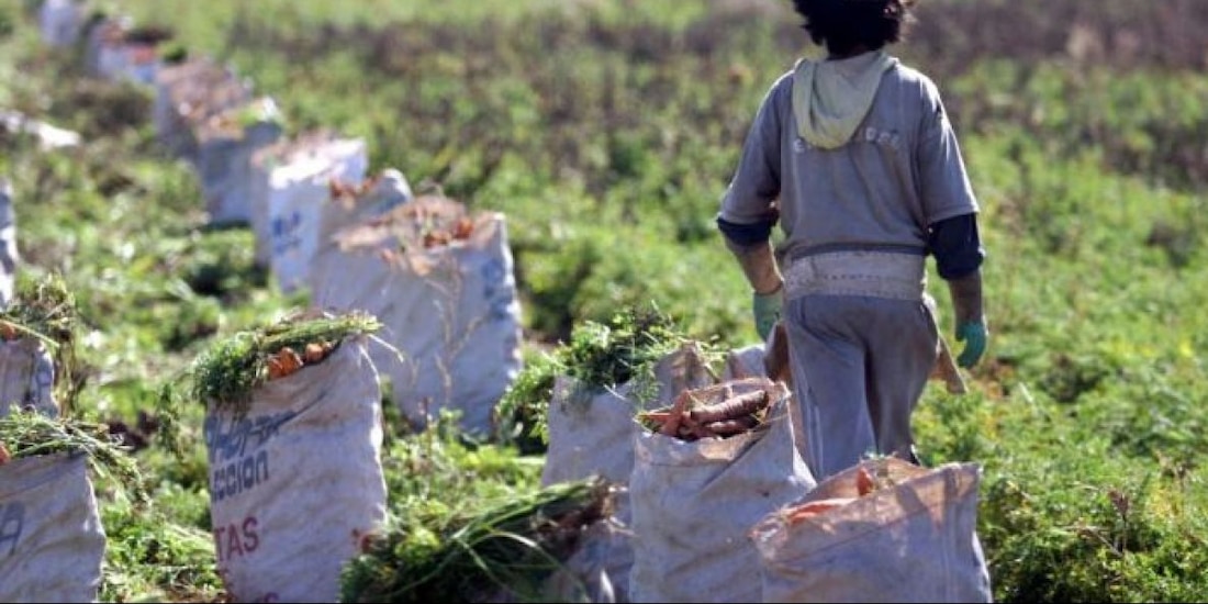 Trabajo infantil agrícola.