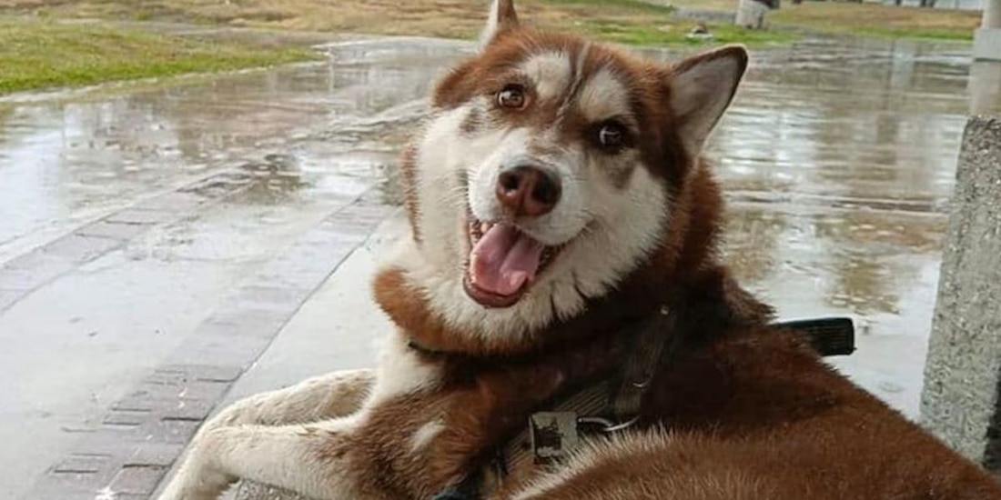El primer perro en recibir una pensión alimenticia
