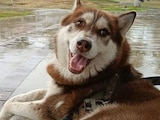 El primer perro en recibir una pensión alimenticia