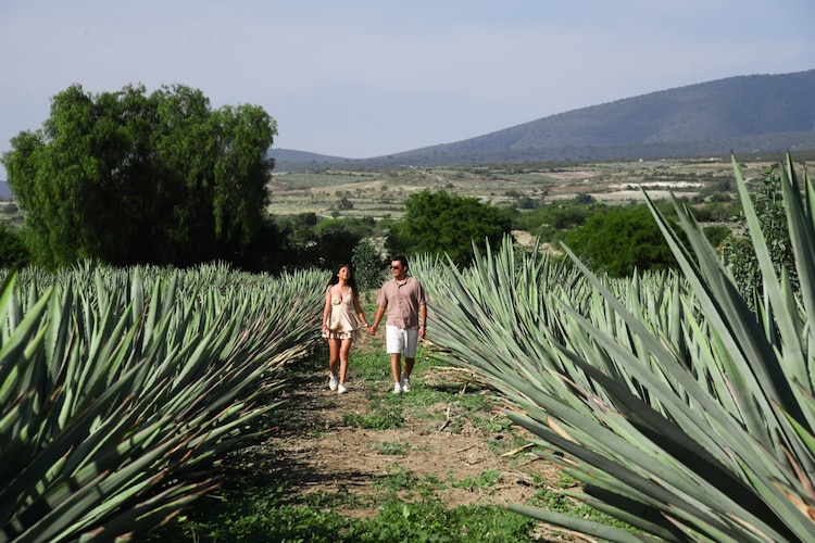 Oaxaca lidera el mercado global del mezcal ancestral en 2026