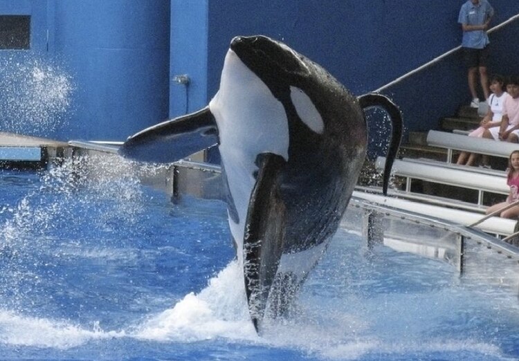 Especialistas aseguran que las orcas, en realidad, son animales amigables y no representan un peligro, siempre y cuando vivan en condiciones óptimas.