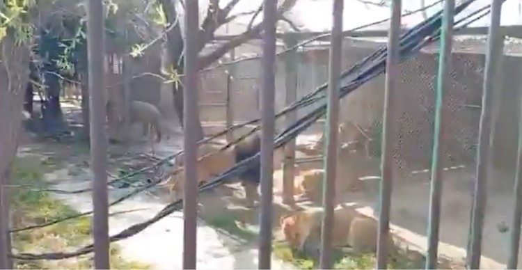 Hombre entra a jaula de leones en Edomex