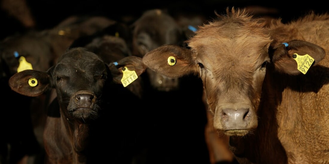Ganado en Ciudad Juárez, Chihuahua.