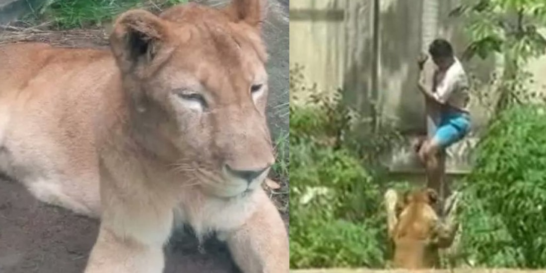 Así quedó el hombre que invadió la jaula de la leona en Brasil