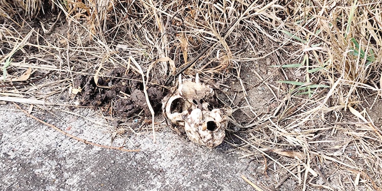 Restos de un animal en uno de los caminos de este parque.