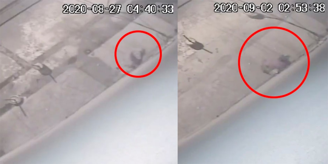 El individuo se acerca al domicilio para golpear la puerta.