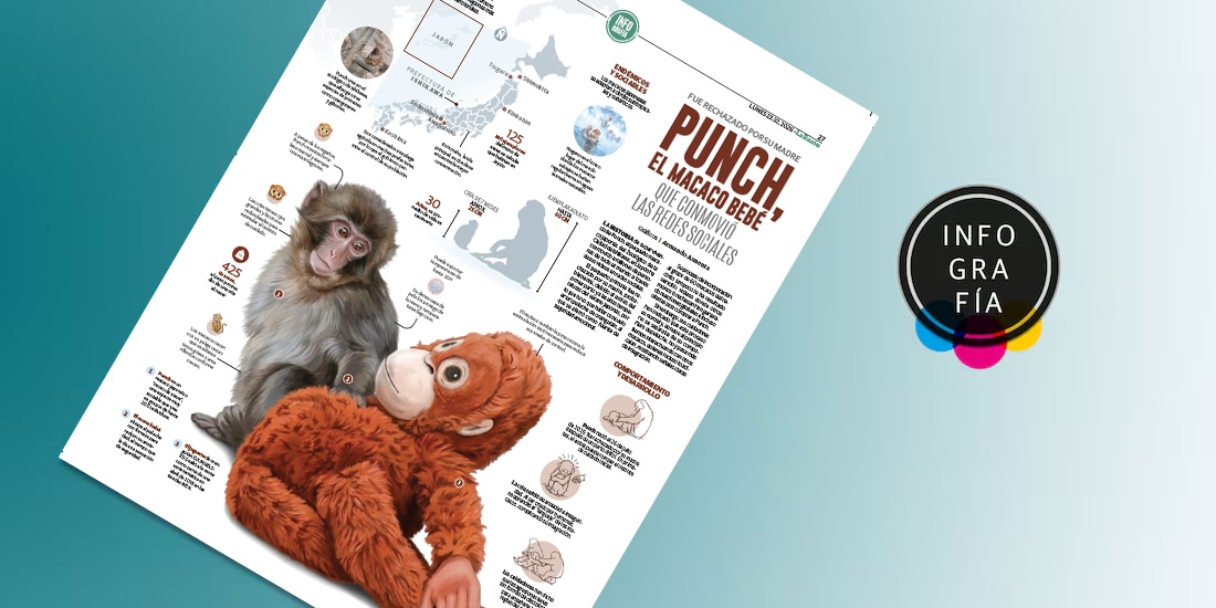 Punch, el macaco bebé que conmovió las redes sociales