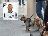 Una mujer fue captada el fin de semana paseando un tigre en Plaza Antara.
