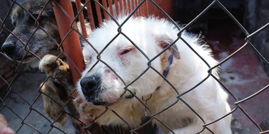 Dos perros en sus jaulas.