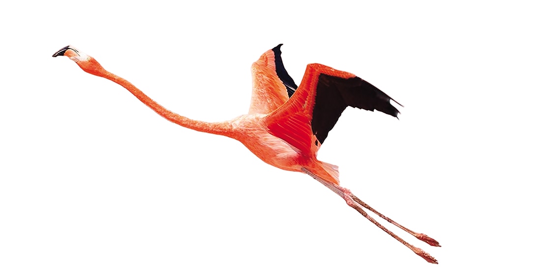 Ave filmada en la península de Yucatán, México