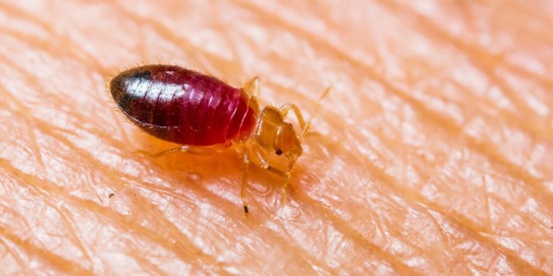 Ven en chinches más paranoia que riesgo real