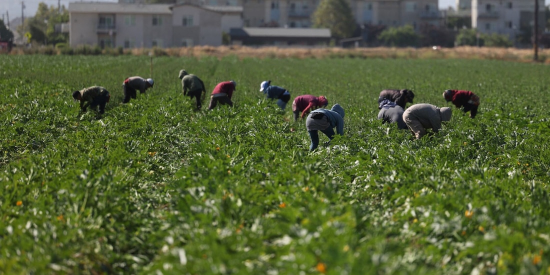 Trabajadores inmigrantes cosechan en Oxnard, California, el pasado 22 de junio.