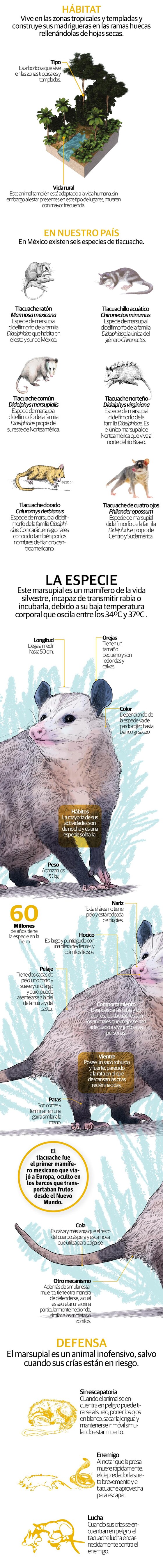 Peligra el incomprendido Tlachuache: controla plagas, pero los asesinan