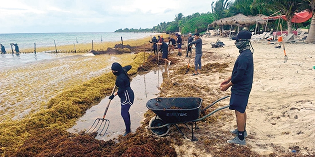 La Semar realiza labores de recolección de la macroalga en QRoo, ayer.