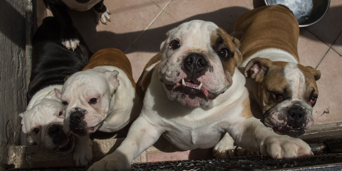 Registro Único de Mascotas en Morelos
