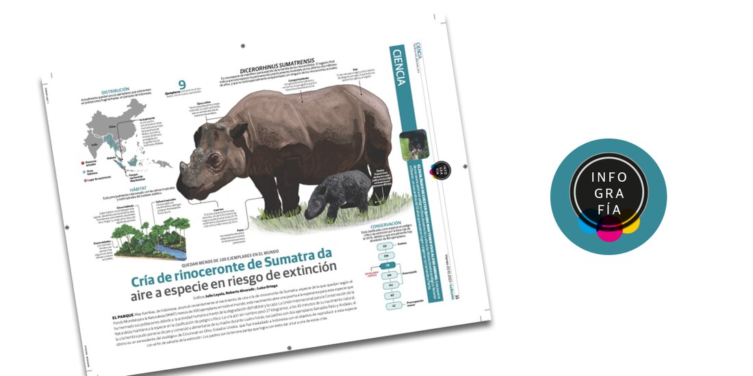 Cría de rinoceronte de Sumatra da aire a especie en riesgo de extinción