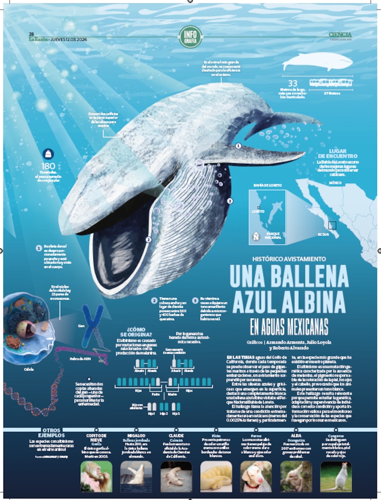 Una ballena azul albina en aguas mexicanas