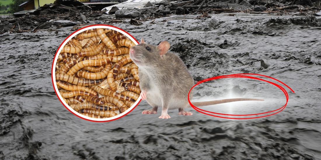 ¿Es peligroso el gusano cola de rata?