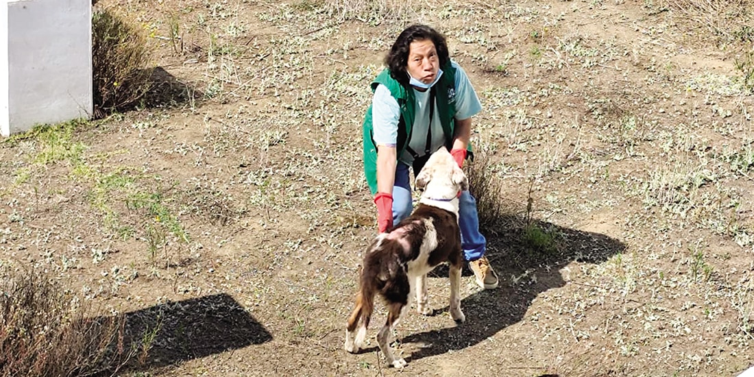 Una voluntaria convive con perros rescatados en el refugio del Ajusco, en Tlalpan, el 8 de enero.